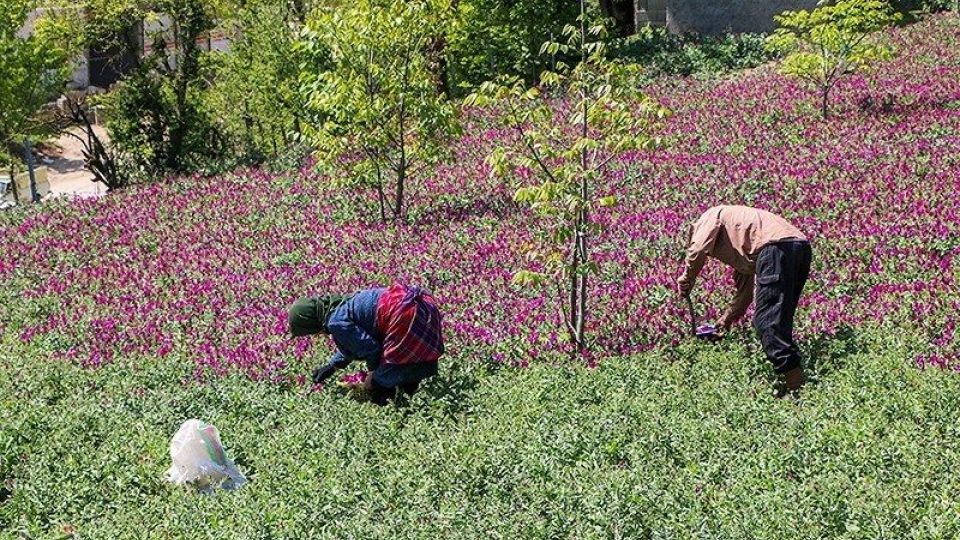 برداشت گل گاو زبان در گیلان