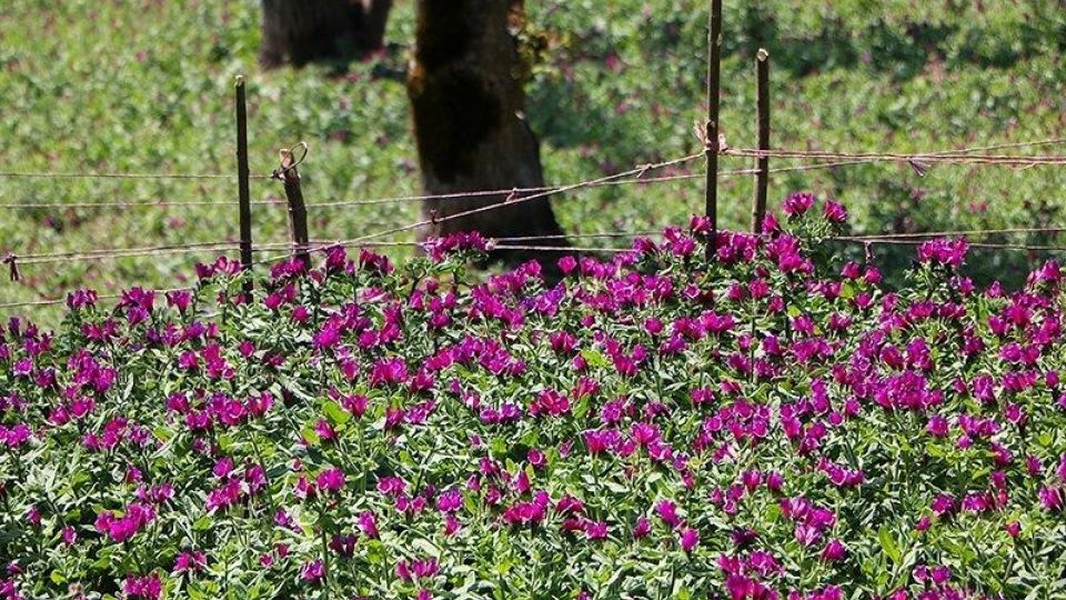 برداشت گل گاو زبان در گیلان