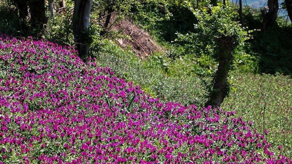 برداشت گل گاو زبان در گیلان