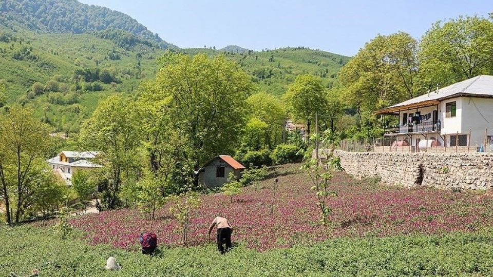 برداشت گل گاو زبان در گیلان
