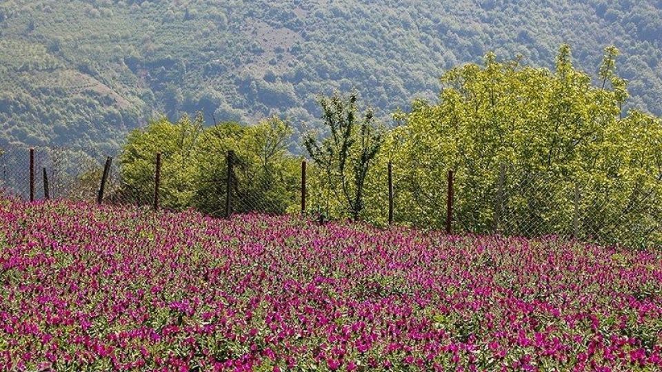 برداشت گل گاو زبان در گیلان