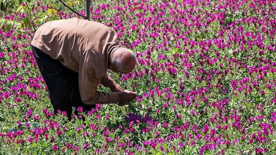 برداشت گل گاو زبان در گیلان