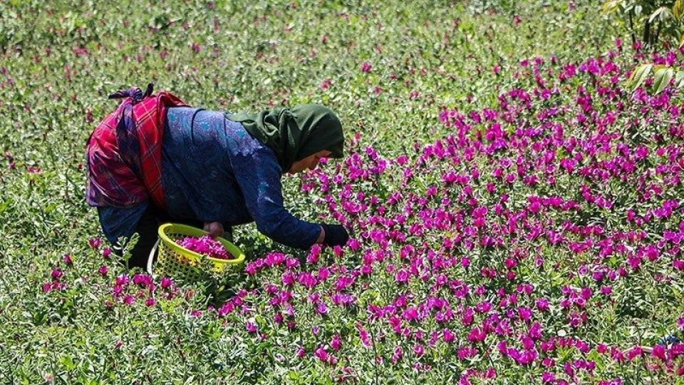 برداشت گل گاو زبان در گیلان