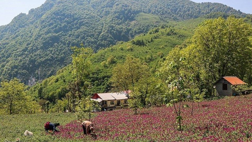 برداشت گل گاو زبان در گیلان