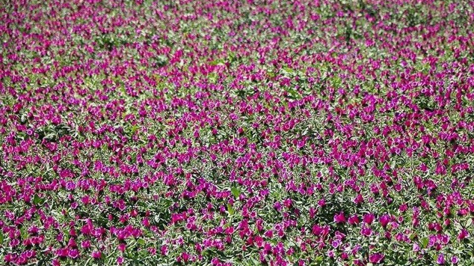 برداشت گل گاو زبان در گیلان