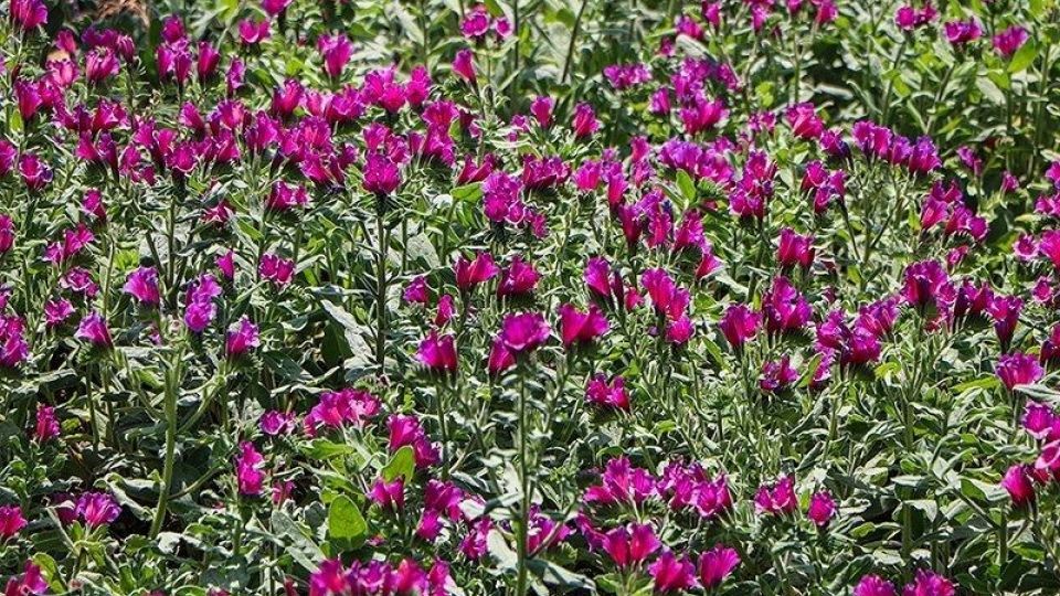 برداشت گل گاو زبان در گیلان