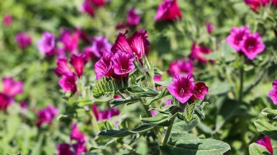 برداشت گل گاو زبان در گیلان