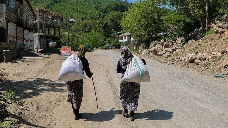 برداشت گل گاو زبان در گیلان