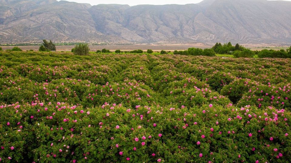 برداشت گل محمدی و گلاب گیری - فارس