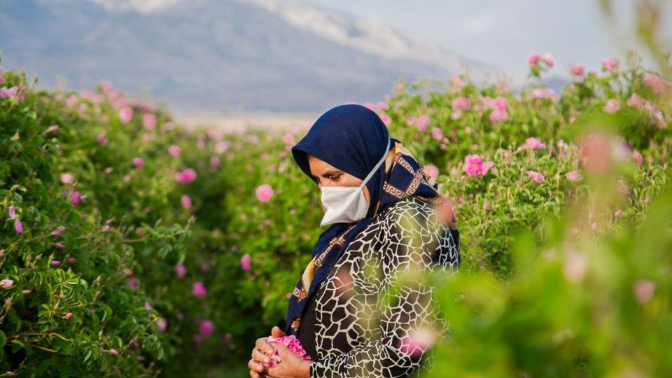 برداشت گل محمدی و گلاب گیری - فارس