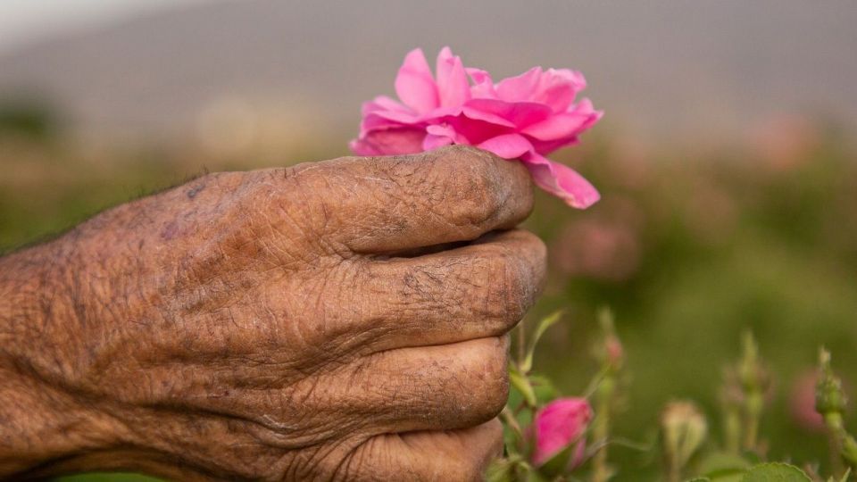 برداشت گل محمدی و گلاب گیری - فارس