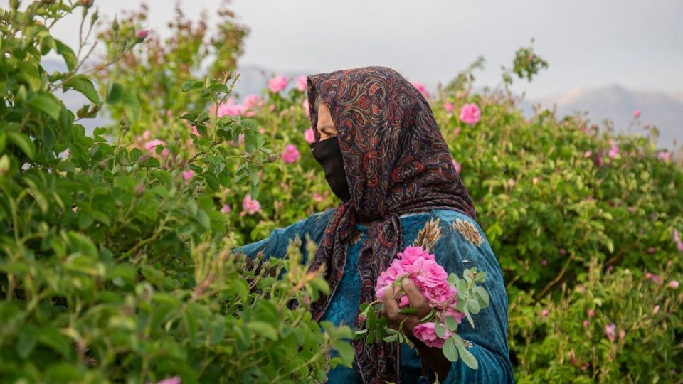 برداشت گل محمدی و گلاب گیری - فارس