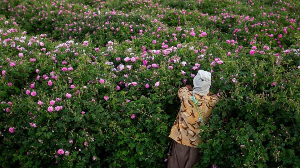 برداشت گل محمدی و گلاب گیری - فارس