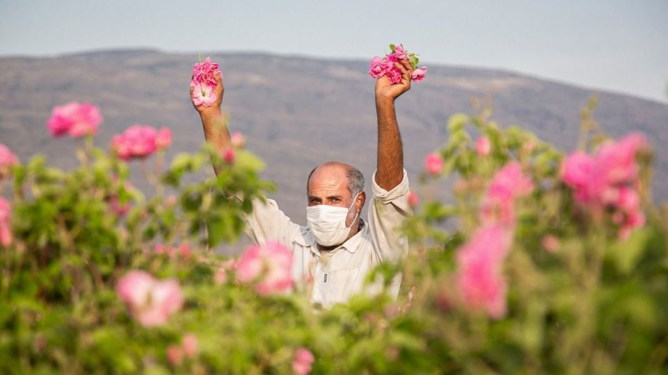 برداشت گل محمدی و گلاب گیری - فارس