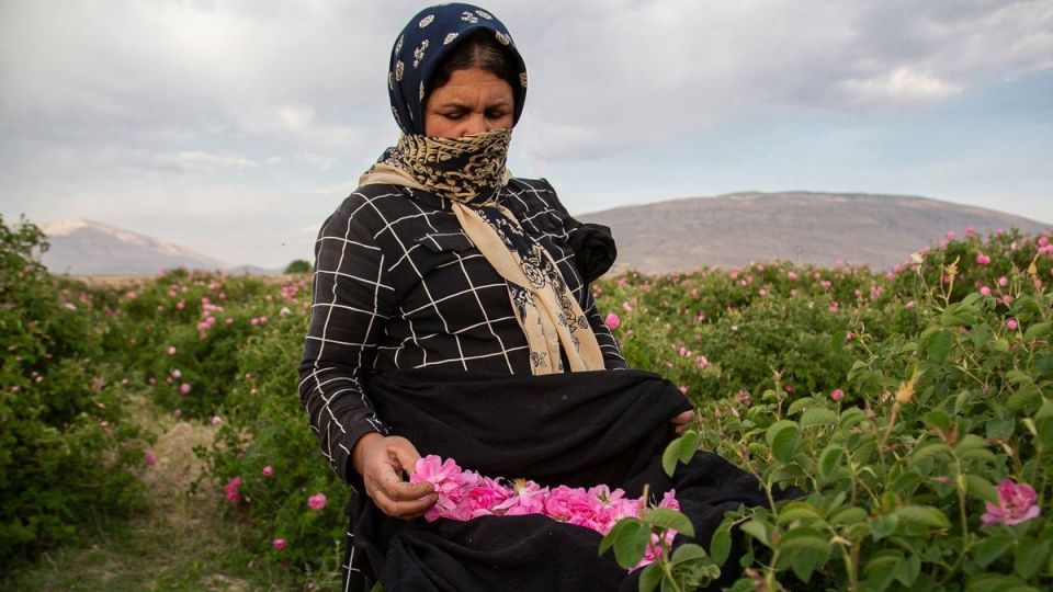برداشت گل محمدی و گلاب گیری - فارس