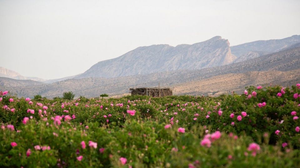 برداشت گل محمدی و گلاب گیری - فارس