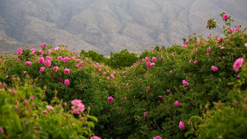 برداشت گل محمدی و گلاب گیری - فارس