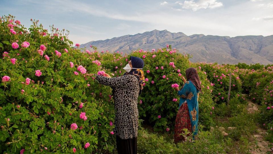 برداشت گل محمدی و گلاب گیری - فارس