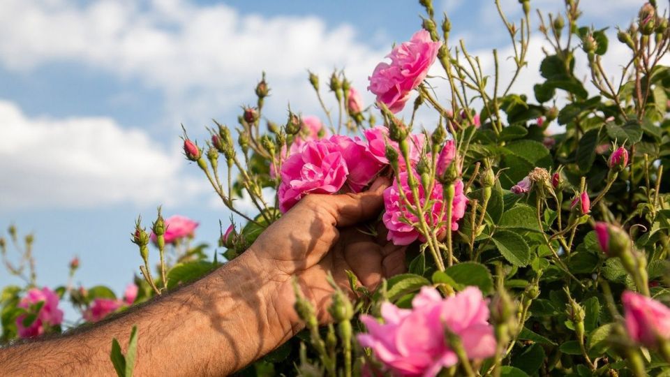 برداشت گل محمدی و گلاب گیری - فارس