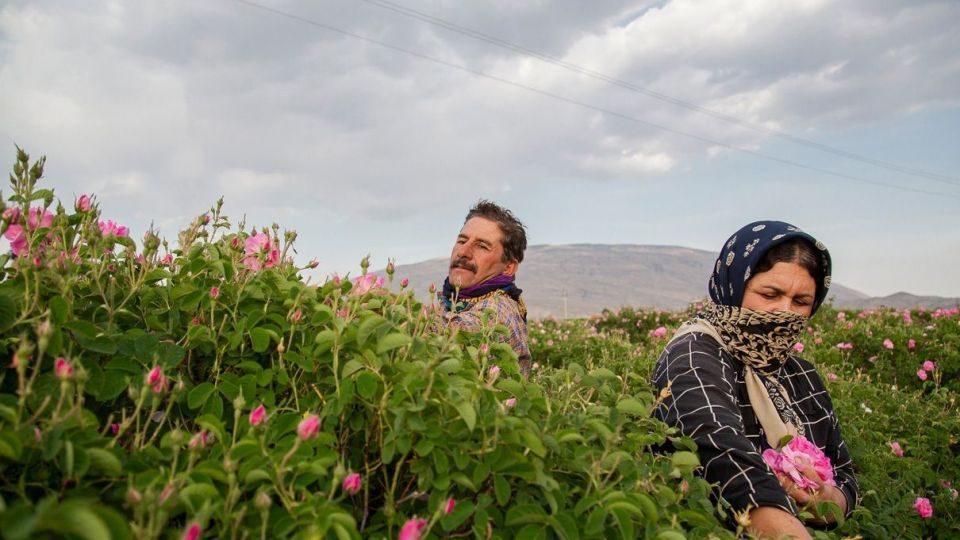 برداشت گل محمدی و گلاب گیری - فارس