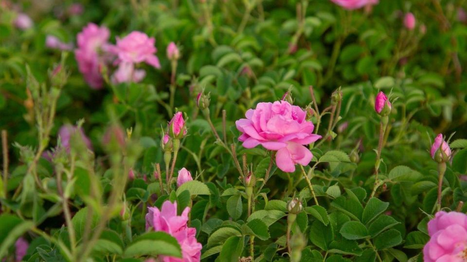 برداشت گل محمدی و گلاب گیری - فارس