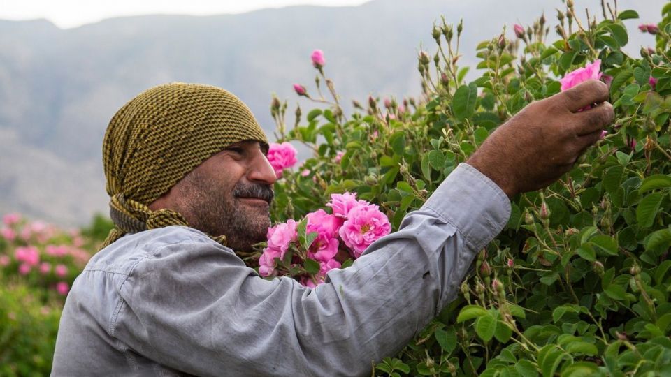 برداشت گل محمدی و گلاب گیری - فارس