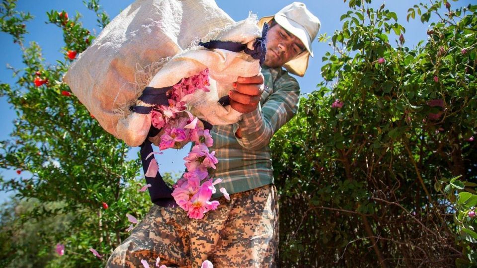 برداشت گل محمدی و گلاب گیری - فارس