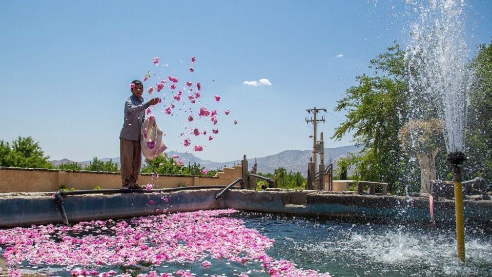 برداشت گل محمدی و گلاب گیری - فارس