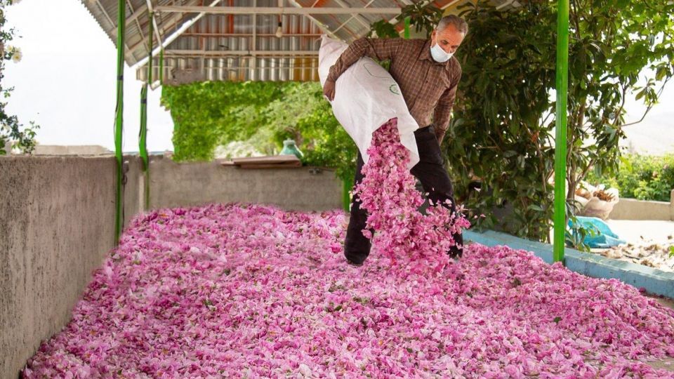 برداشت گل محمدی و گلاب گیری - فارس