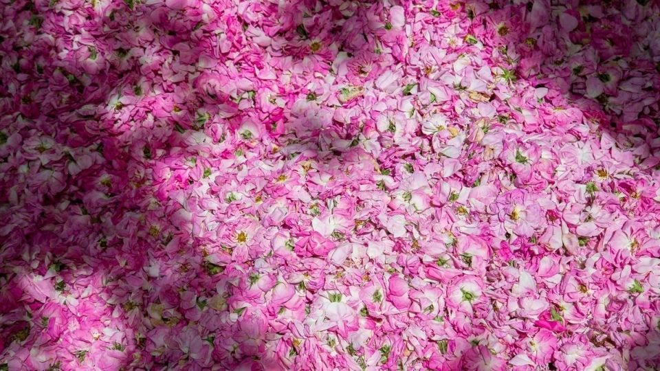 برداشت گل محمدی و گلاب گیری - فارس