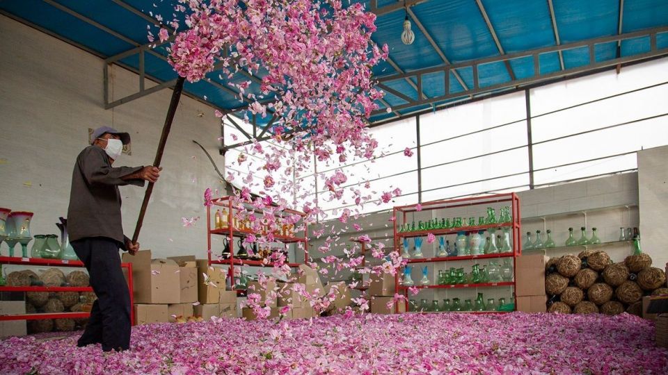 برداشت گل محمدی و گلاب گیری - فارس