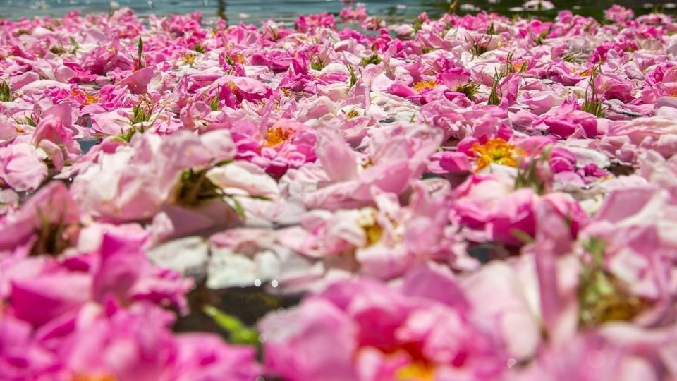 برداشت گل محمدی و گلاب گیری - فارس