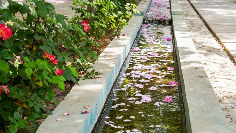 برداشت گل محمدی و گلاب گیری - فارس