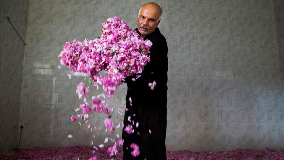 برداشت گل محمدی و گلاب گیری - فارس