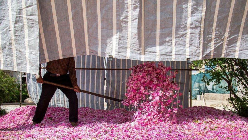 برداشت گل محمدی و گلاب گیری - فارس