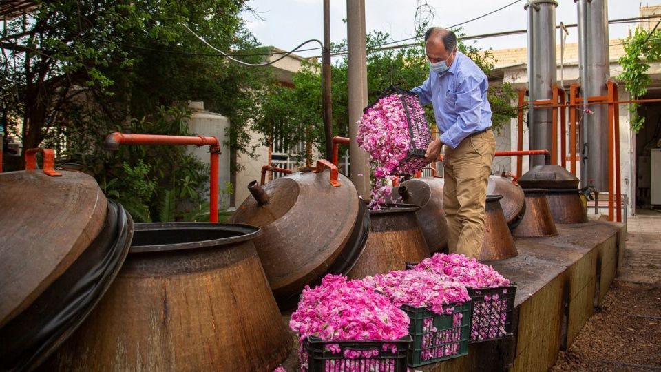 برداشت گل محمدی و گلاب گیری - فارس