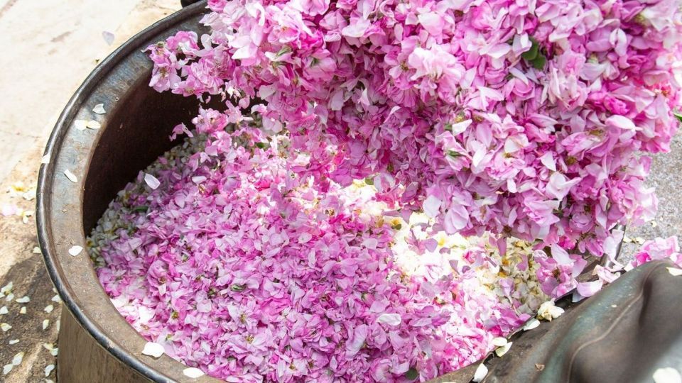 برداشت گل محمدی و گلاب گیری - فارس