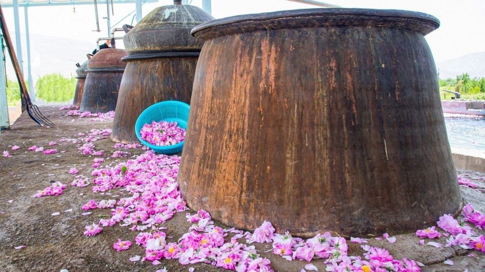 برداشت گل محمدی و گلاب گیری - فارس