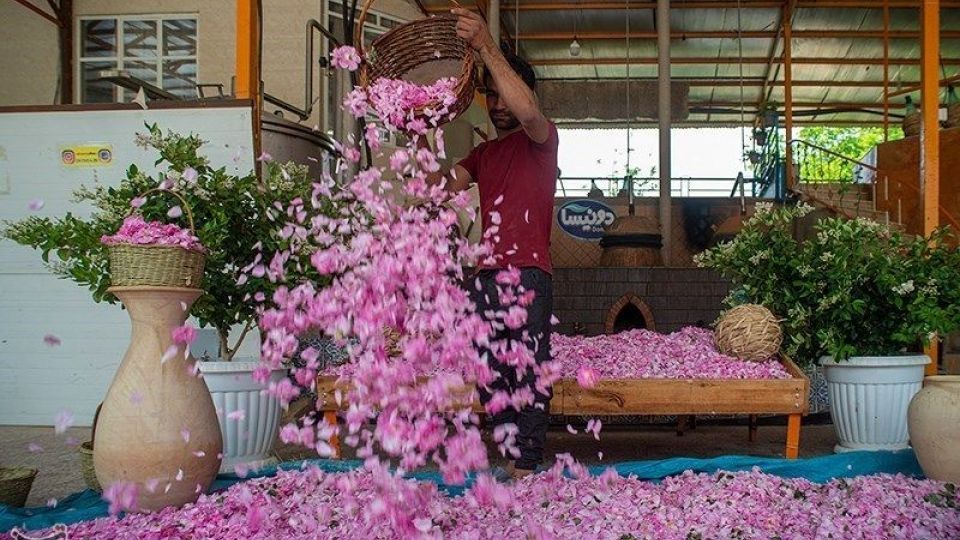 رسم کهن گلابگیری در میمند فارس