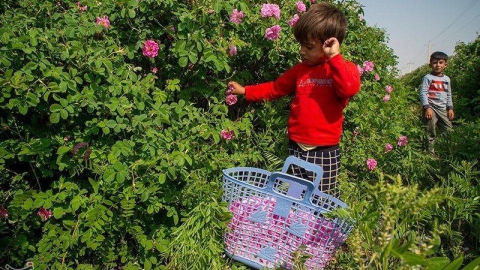 رسم کهن گلابگیری در میمند فارس