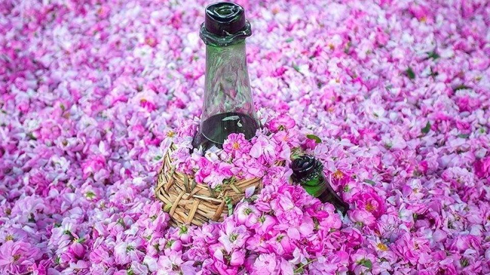 رسم کهن گلابگیری در میمند فارس