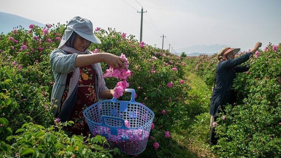 رسم کهن گلابگیری در میمند فارس