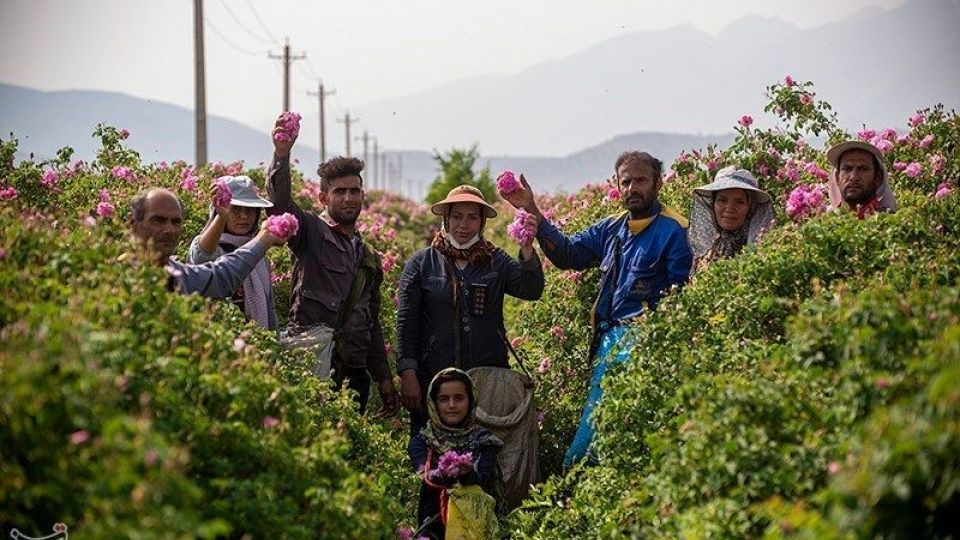 رسم کهن گلابگیری در میمند فارس