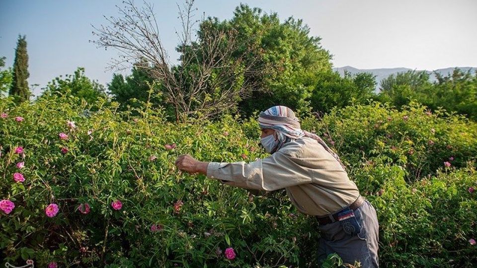 رسم کهن گلابگیری در میمند فارس