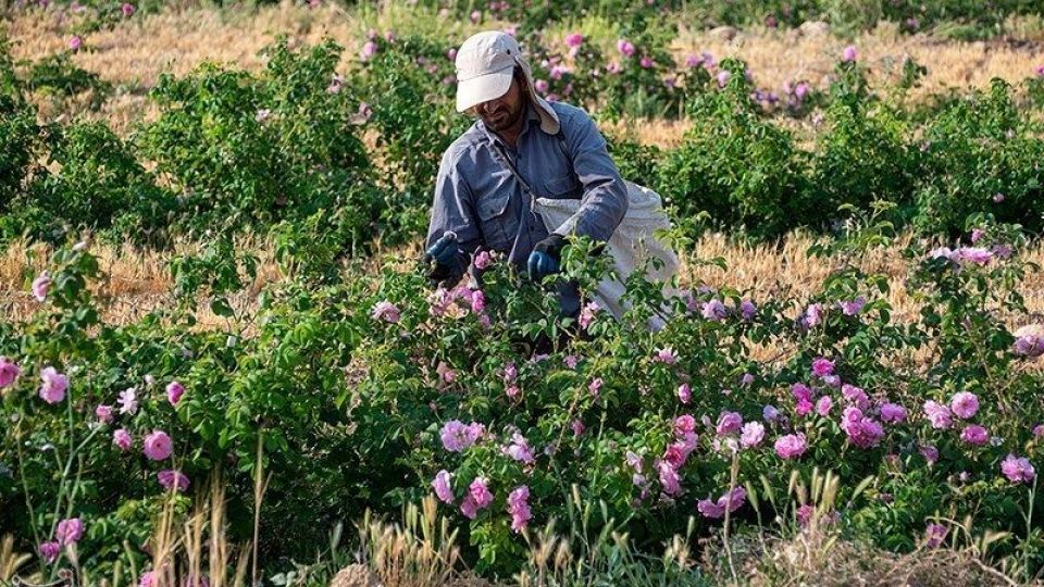 رسم کهن گلابگیری در میمند فارس