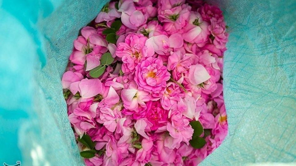 رسم کهن گلابگیری در میمند فارس