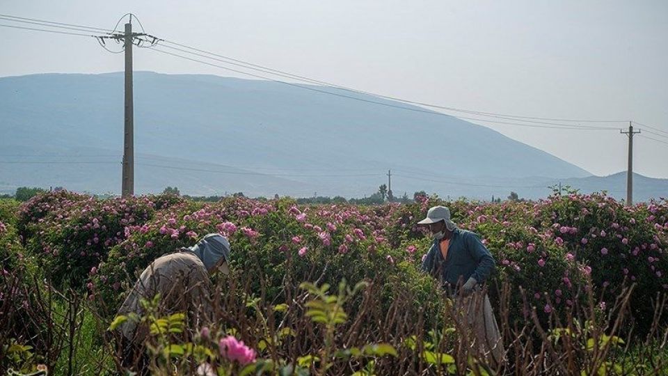 رسم کهن گلابگیری در میمند فارس