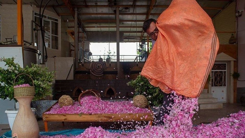 رسم کهن گلابگیری در میمند فارس