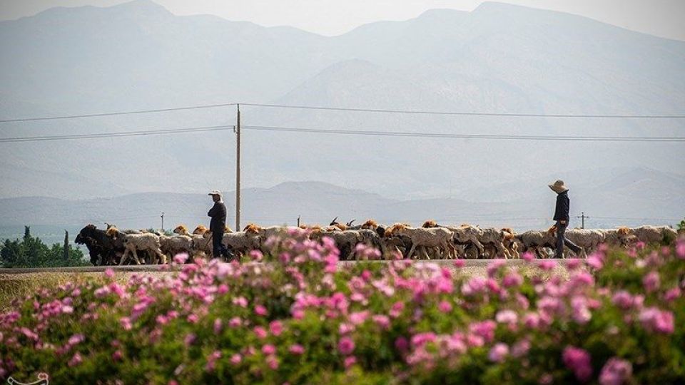 رسم کهن گلابگیری در میمند فارس