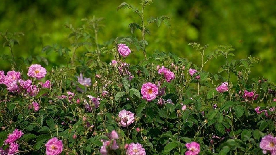 رسم کهن گلابگیری در میمند فارس